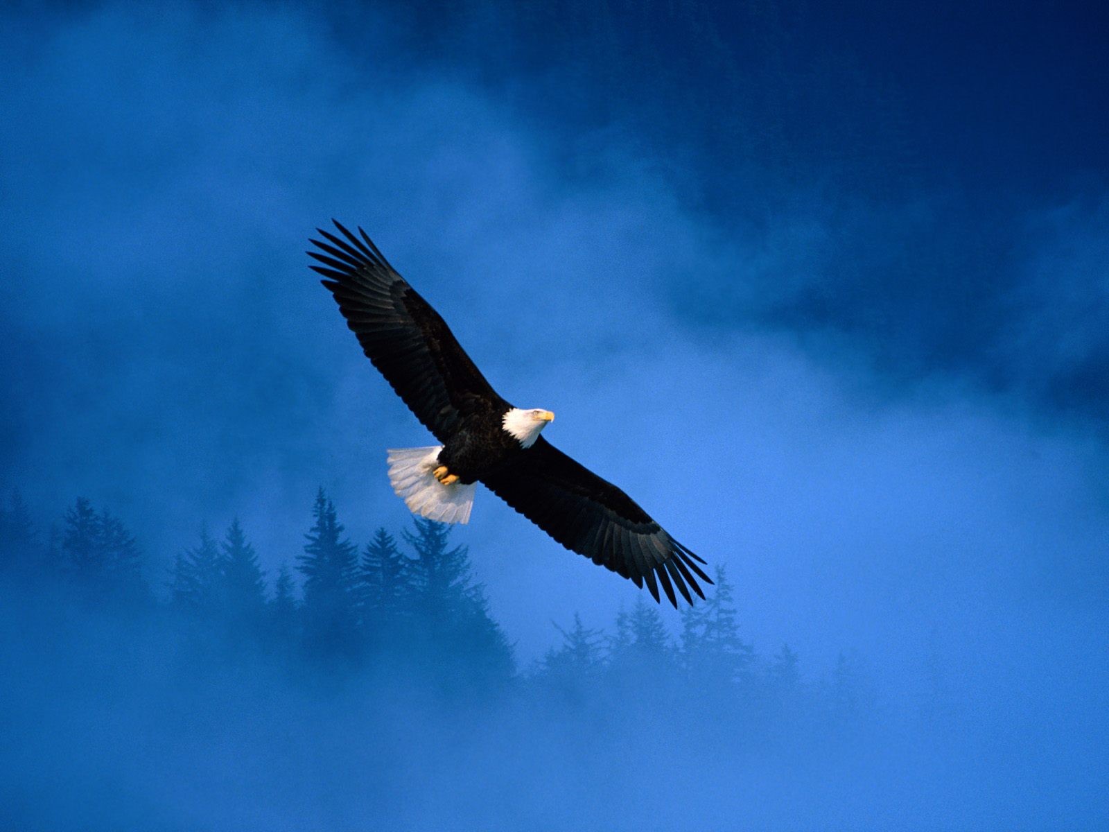 Flight of Freedom Bald Eagle647643087